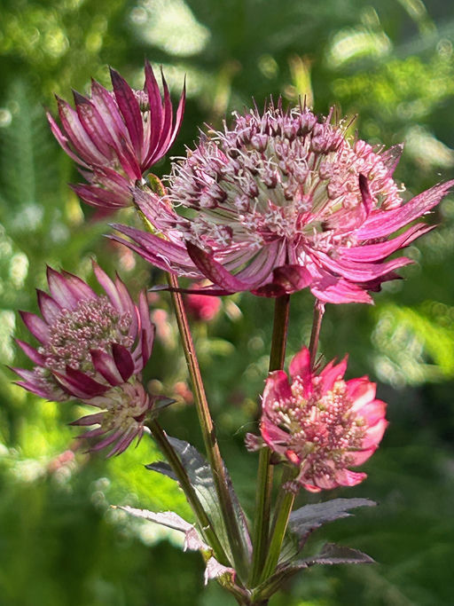 Astrantia "Astra Red"