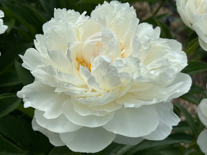Serene Pastel (Klehm, USA, 2000)