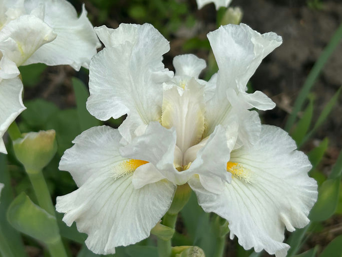 White iris