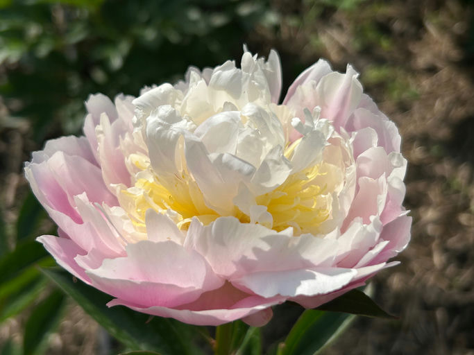 Adonis (Sass, USA, 1930)
