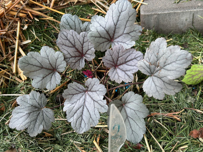 Geicher "Silver Gumdrop"