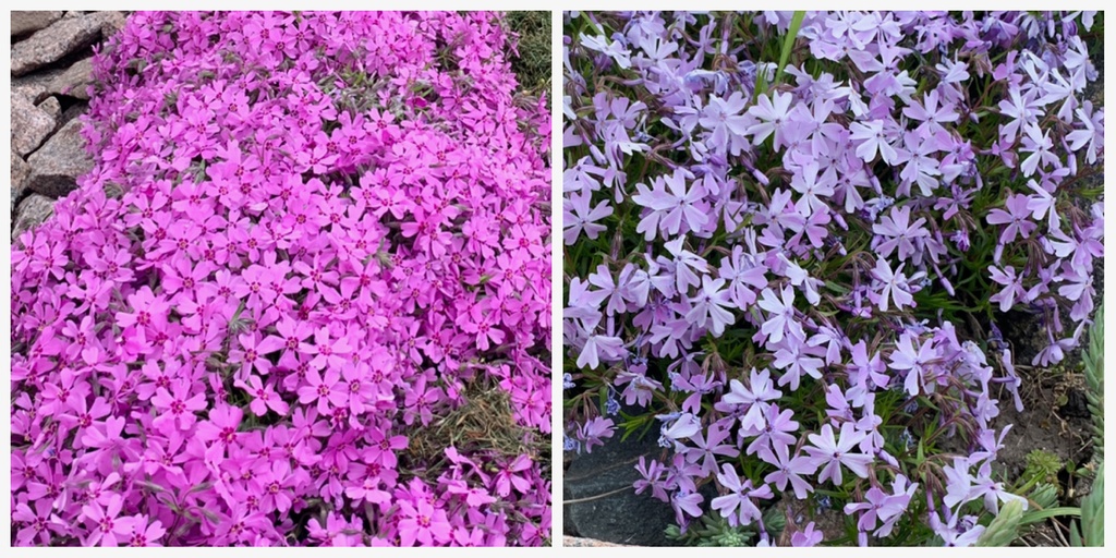 Phlox awl-shaped (pink, purple)