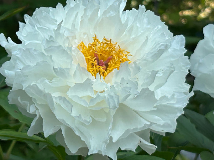 Petite Porcelain (Klehm, USA, 1998)
