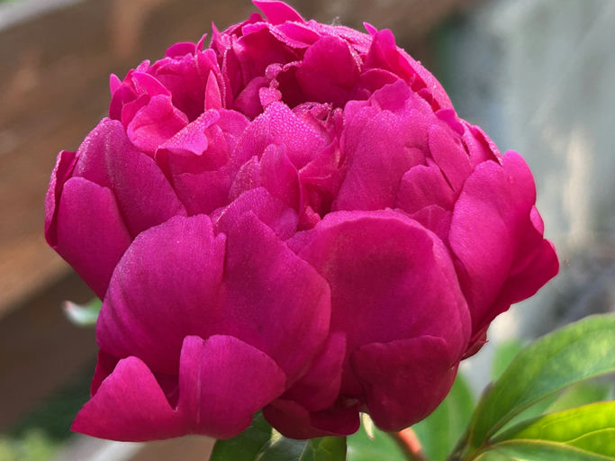 Antei (Horobets V.F.,  Ukraine, 1995)