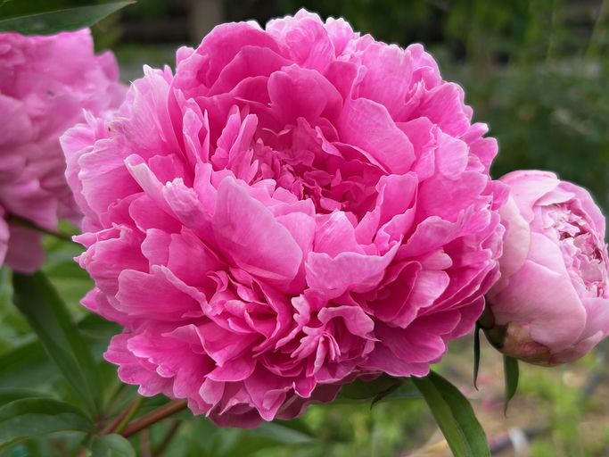 Yasochka  (Horobets V.F.,  Ukraine, 1994)